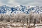 Wyoming, Jackson. Teton Village, Ski runs at the Jackson Hole Mountain Resort and cottonwood trees Art Print